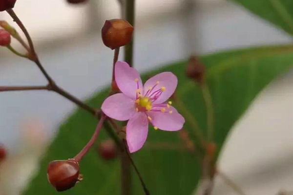 桃花花药颜色